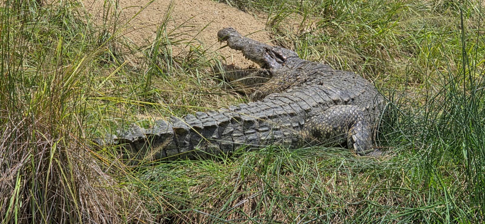 Day Murchison Falls National Park Adventure